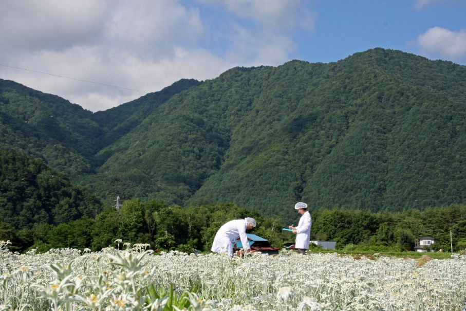 自社農園の栽培の風景